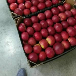 Яблоки и груши из Польши