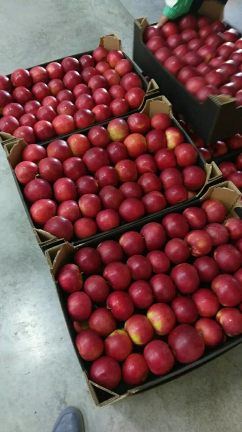 Яблоки и груши из Польши